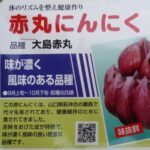 【貴重品種】大島赤丸ニンニクを初めて栽培して食べた　小ぶりで紫色が可愛い