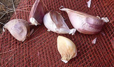 【貴重品種】大島赤丸ニンニクを初めて栽培して食べた　小ぶりで紫色が可愛い