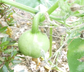 【節約】スーパーで買ったエビスかぼちゃの種を撒いて栽培、収穫した体験