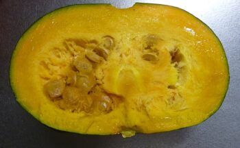 【節約】スーパーで買ったエビスかぼちゃの種を撒いて栽培、収穫した体験