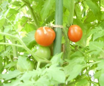 中玉トマト「レッドオーレ」脇芽を伸ばし放題栽培　予想外に甘く多収穫で大満足　