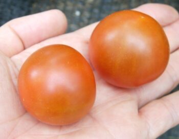 中玉トマト「レッドオーレ」脇芽を伸ばし放題栽培　予想外に甘く多収穫で大満足　